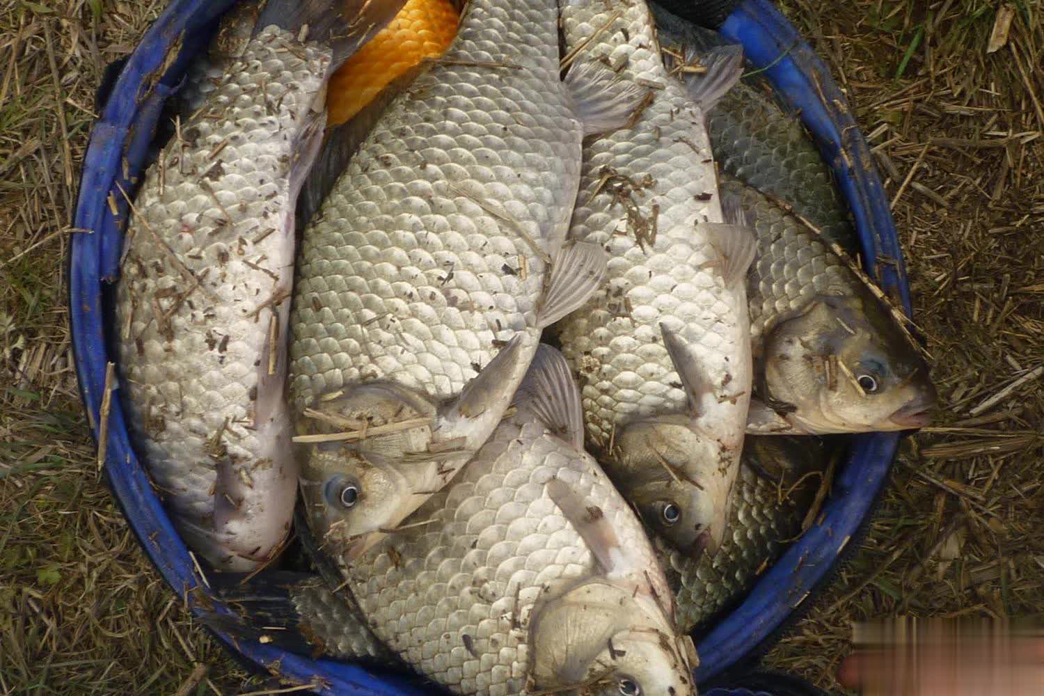 饵料加这, 时节以后
